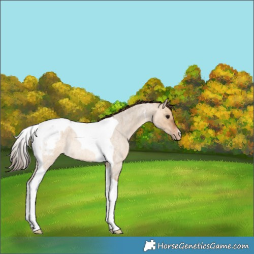 Horse Color:Bay Roan Dun Tobiano Appaloosa Rabicano 