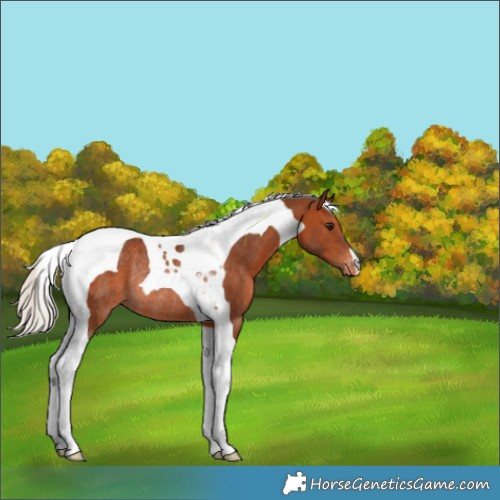 Horse Color:Silver Brown Tobiano Appaloosa Rabicano 