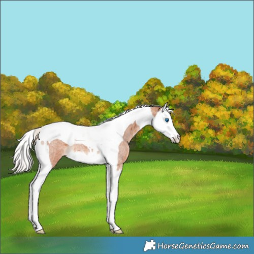 Horse Color:Silver Bay Roan Splash Tobiano 