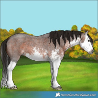 Horse Color:Gray White Spotted Bay Splash 