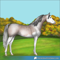 Horse Color:Gray Bay Roan Splash