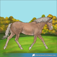 Horse Color:Cremello 