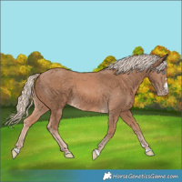 Horse Color:Cremello 