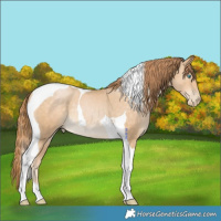 Horse Color:Buckskin Pearl Tobiano 