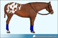 Horse Color:Chestnut Appaloosa 