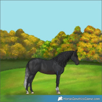 Horse Color:Brown Tobiano 