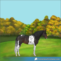 Horse Color:Brown Tobiano 
