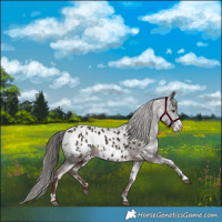 Horse Color:White Spotted Liver Chestnut Appaloosa Rabicano 