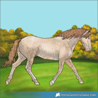 Horse Color:Buckskin Pearl 