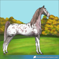 Horse Color:Plaid Liver Red Onyx Sabino Splash Tobiano Appaloosa