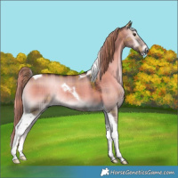 Horse Color:Plaid Liver Red Dun Onyx Tobiano Rabicano