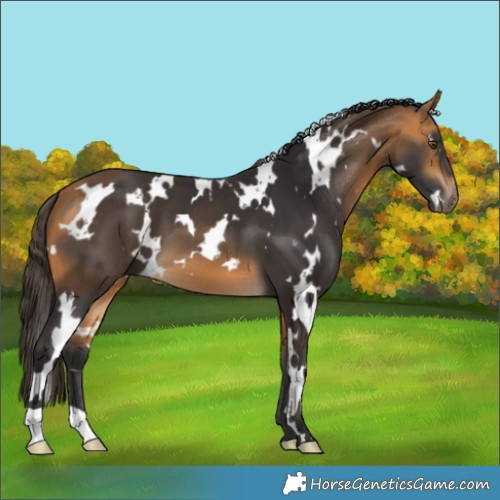 Horse Color:White Spotted Buckskin