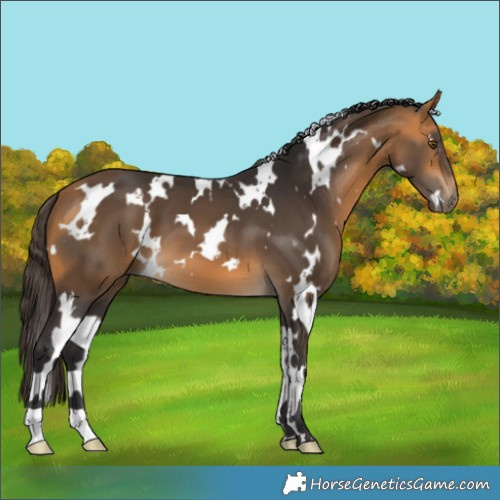 Horse Color:White Spotted Buckskin 