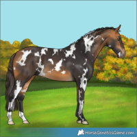 Horse Color:White Spotted Buckskin 