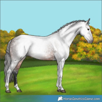 Horse Color:Gray Bay Tobiano 
