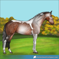 Horse Color:Gray Bay Tobiano