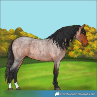 Horse Color:Bay Roan 