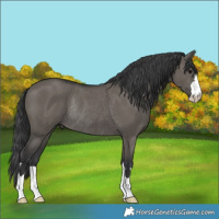Horse Color:Grullo Rabicano 