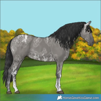 Horse Color:Grullo Ice Sabino Rabicano