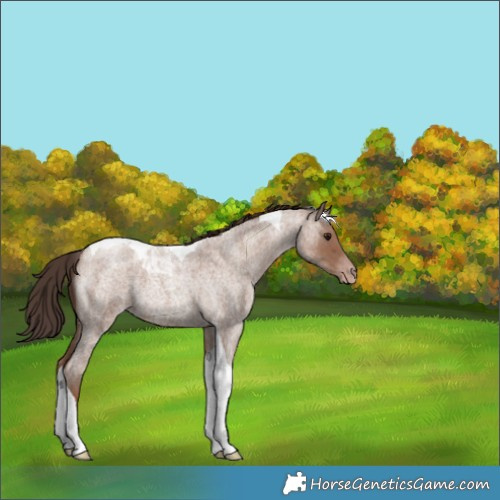 Horse Color:Classic Champagne Roan Tobiano 