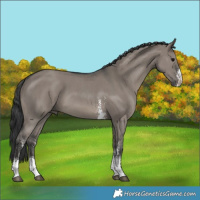 Horse Color:Grullo Sabino 