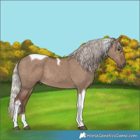 Horse Color:Silver Grullo Tobiano 