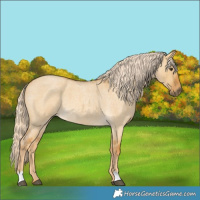 Horse Color:Palomino Roan Dun