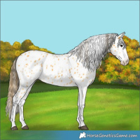 Horse Color:Buckskin Sabino Leopard