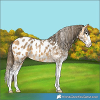 Horse Color:Buckskin Sabino Splash Near Leopard 