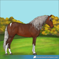 Horse Color:Silver Bay Tobiano