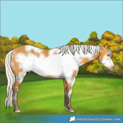 Horse Color:White Spotted Silver Buckskin Frame 