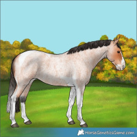 Horse Color:Bay Roan Splash Tobiano 