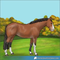 Horse Color:Bay Splash Tobiano 