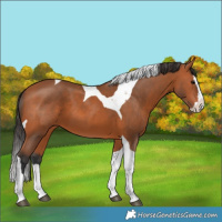 Horse Color:Bay Splash Tobiano