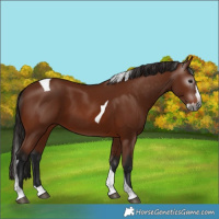 Horse Color:Gray Bay Splash Tobiano 