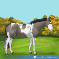 Horse Color:Grullo Splash Tobiano 