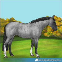 Horse Color:Blue Roan Tobiano 