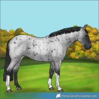 Horse Color:Blue Roan Tobiano
