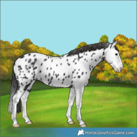 Horse Color:Black Splash Near Leopard 