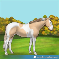 Horse Color:Gold Champagne Splash Tobiano