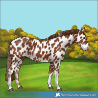 Horse Color:Chestnut Tobiano Leopard 