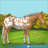 Horse Color:Palomino Tobiano Near Leopard 