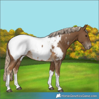 Horse Color:Chocolate Palomino Tobiano Near Fewspot 