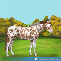 Horse Color:Gray Gold Champagne Splash Tobiano Leopard Rabicano 