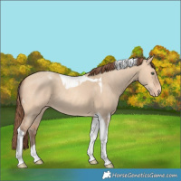 Horse Color:Amber Champagne Dun Tobiano Appaloosa Rabicano 