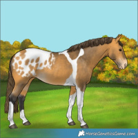 Horse Color:Buckskin Tobiano Blanket 