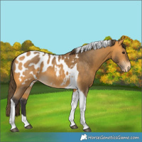 Horse Color:Buckskin Tobiano Blanket