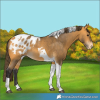 Horse Color:Buckskin Tobiano Blanket 