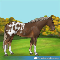 Horse Color:Chocolate Palomino Tobiano Blanket