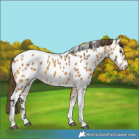 Horse Color:Buckskin Tobiano Near Leopard